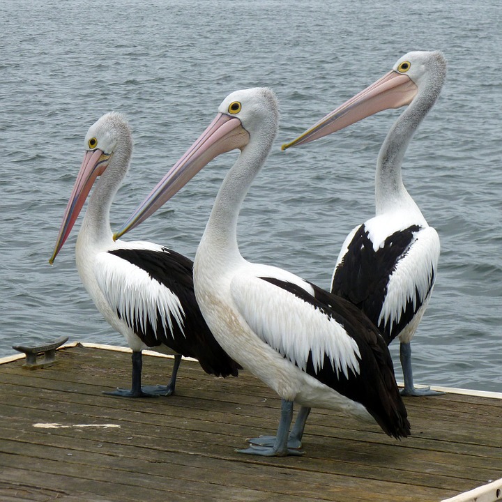 pelicans heaven in andhra pradesh