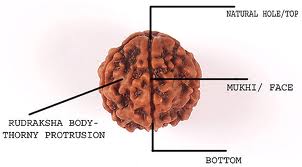 importance of rudraksha