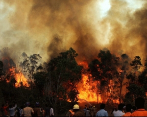 fire in tirumala forest